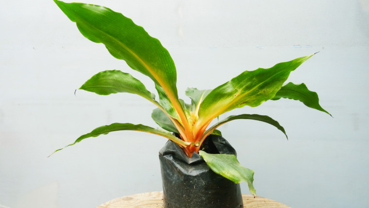 Clorofito naranja