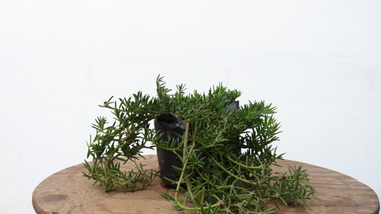 Portulaca