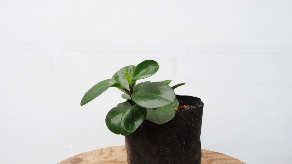 Peperomia verde