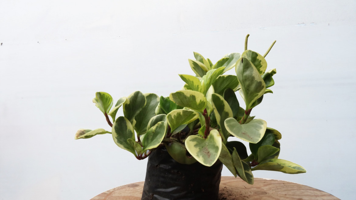 Peperomia variegada