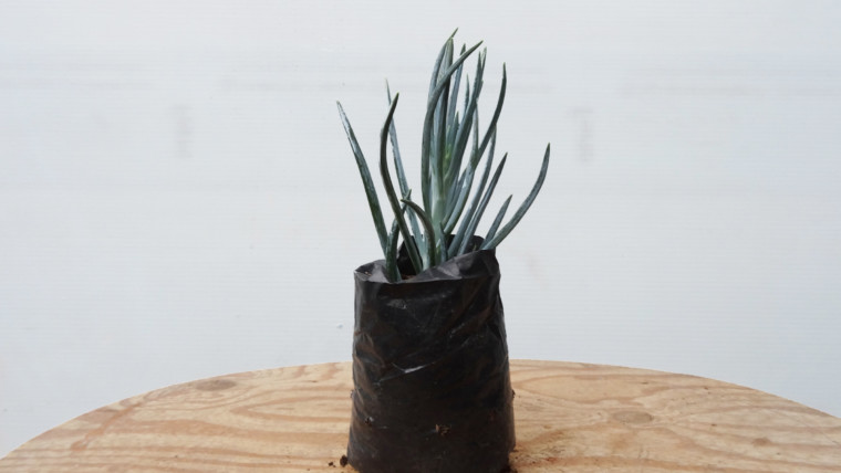 Senecio azul