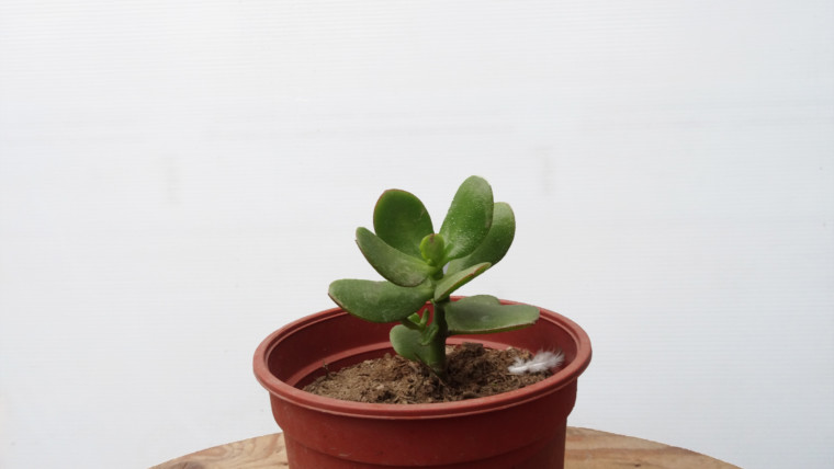 Árbol de jade
