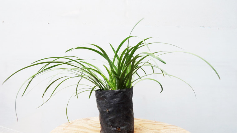 Liriope verde
