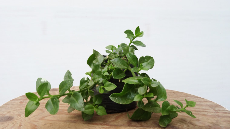 Aptenia verde