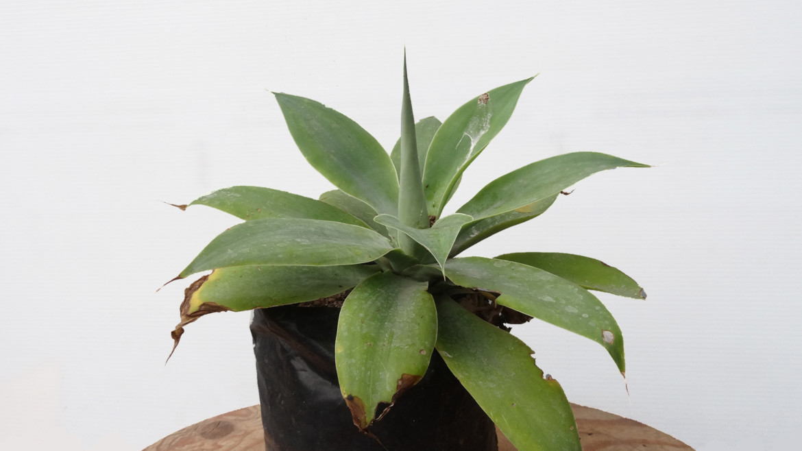 Ágave cuello de cisne