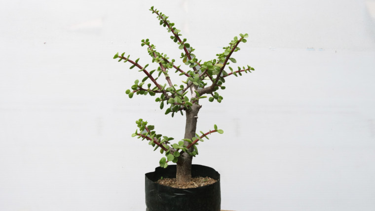 Árbol de monedas