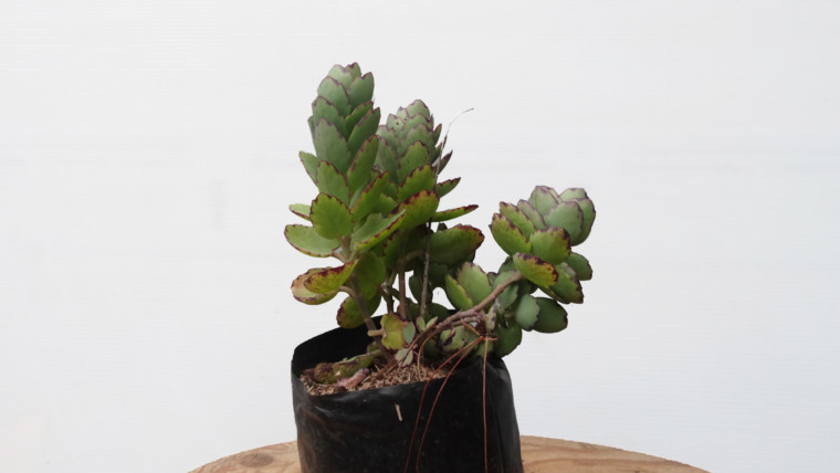 Kalanchoe rosa