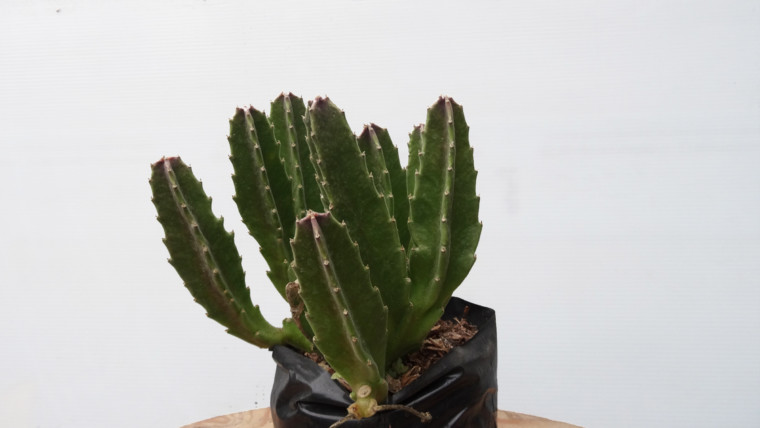 Estrella de arena