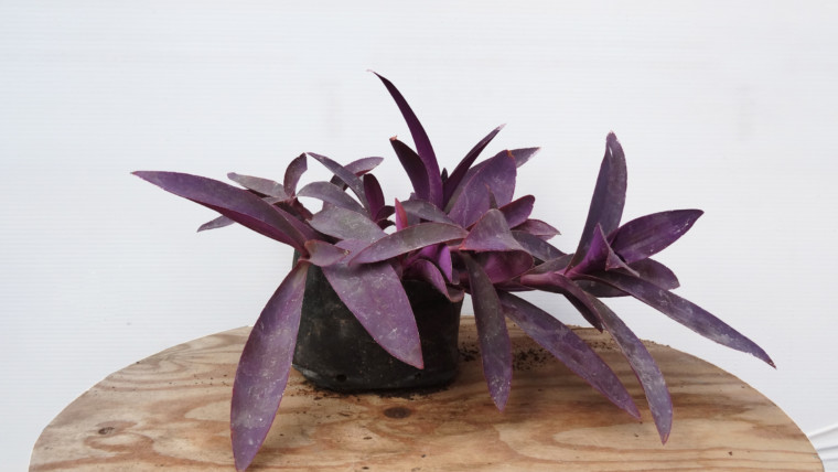 Setcresea morada