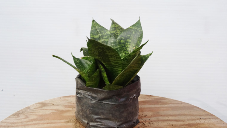 Sanseveria enana
