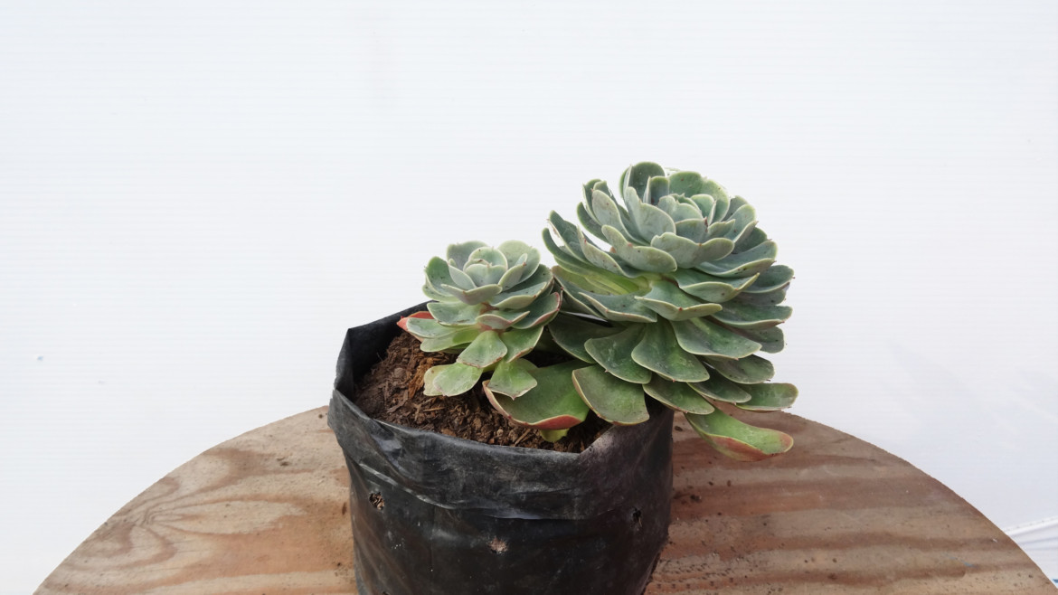 Echeveria o rosa verde