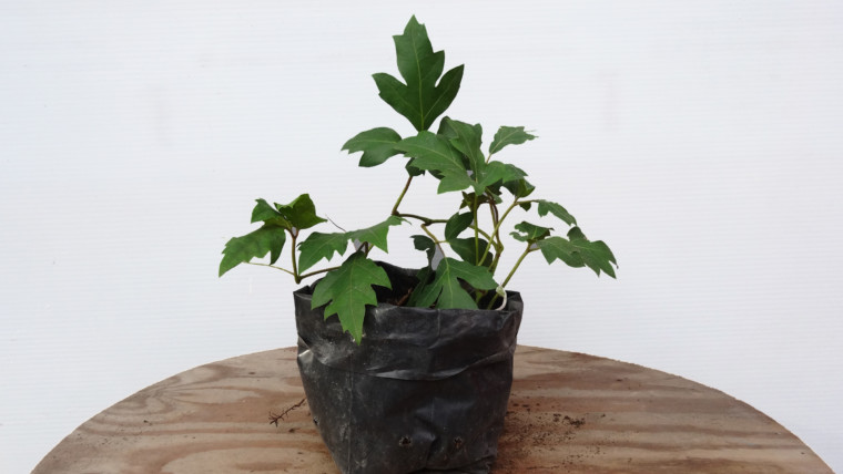 Cissus