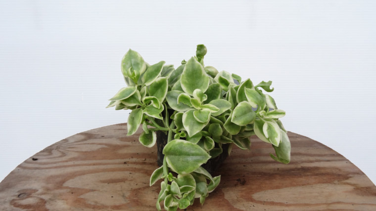 Aptenia variegada